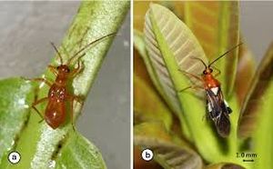 uploads/images/pest/tea bug.jpg